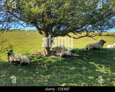 Schafe, die sich vor der Sonne unter Bäumen an der Jurassic Coast schützen Dorset Stockfoto