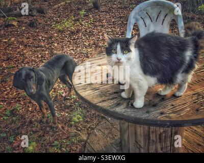 Die flauschige schwarz-weiße Katze bleibt vom schwarzen Hund fern Durch Barschen auf dem Tisch im Freien Stockfoto