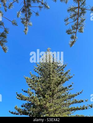 Kreative Komposition von Norfolk Island Pine Trees (Araucaria heterophylla) gegen blauen Himmel am Margate Beach, Queensland, Australien Stockfoto