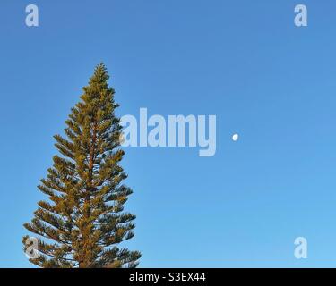 Norfolk Island Pine Tree (araucaria heterophylla) und Mond vor blauem Himmel am Margate Beach, Queensland, Australien Stockfoto