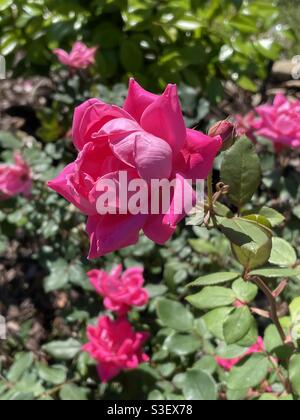 Rosa Rosenbusch in voller Blüte Stockfoto