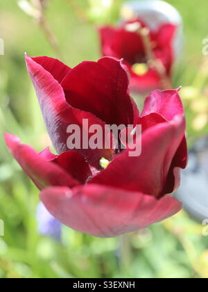 Rote rote Tulpe bei Sonnenschein Stockfoto