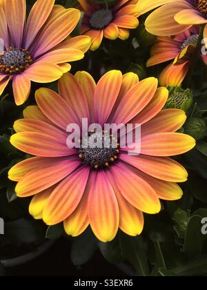 Osteospermum Purple Sun Stockfoto