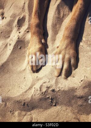 Die Füße und Zehen eines Haustierhundes, auf dem er ruht Ein schöner Sandstrand mit Kopierplatz in einem Haustier Sommerurlaub Bild, wo Hunde an den Stränden erlaubt sind Stockfoto