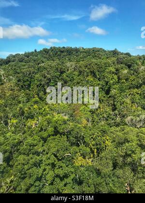 Zum Weltnaturerbe gehörende Regenwälder gegen blauen Himmel in der Nähe von Cairns, Far North Queensland, Australien Stockfoto