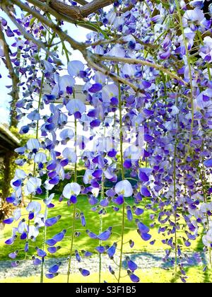 Glyzinien in voller Blüte Stockfoto