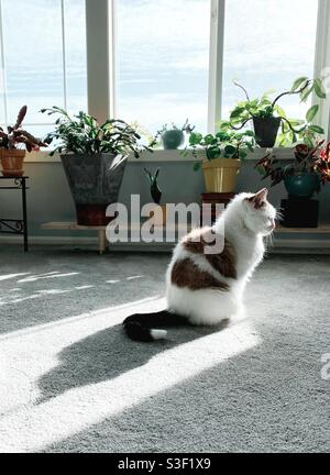 Eine Katze und ihr Schatten in einem Raum mit Zimmerpflanzen. Stockfoto