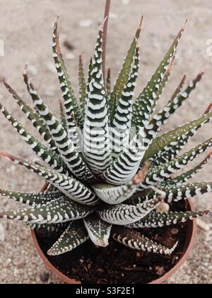 Gestreifte Aloe Vera Nahaufnahme Stockfoto