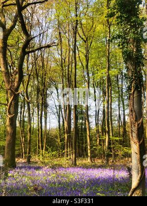 Bluebells unter Buchen in „West Wood“ Farley Mount Winchester Vereinigtes Königreich April 2021 Stockfoto
