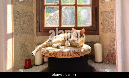 Katze in Fenster Stockfoto