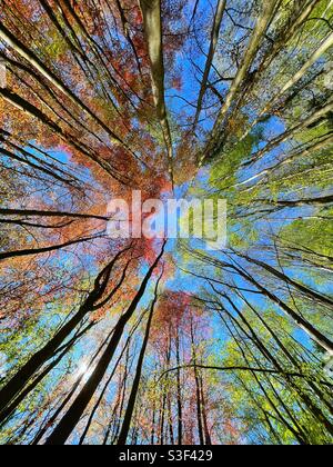 Frische grüne Buchen- und Kupferbuchen, die in Richtung eines blauen Frühlingsshimmels reichen. Stockfoto
