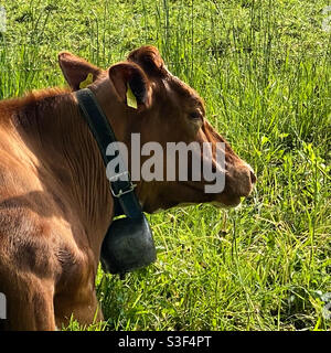 HAPPY Cow Chillin’ auf dem Feld Stockfoto