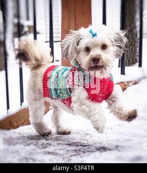 Der süße Havanese-Welpe trägt EINEN Winterpullover und eine Schleife Auf Dem Kopf In Der Mitte Des Laufens Stockfoto