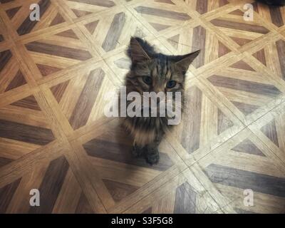 Katze in einem Katzencafe in Tokio, Japan Stockfoto