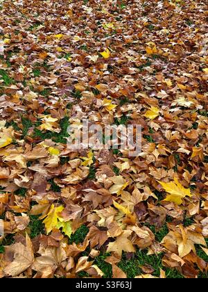 Gefallene Platanenblätter im Herbst. Stockfoto