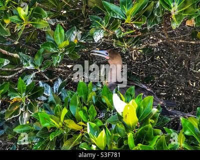 Rotfußbooby (Sula sula) brütet in einem Baum auf der Genovesa-Insel auf den Galapagos-Inseln, Ecuador Stockfoto