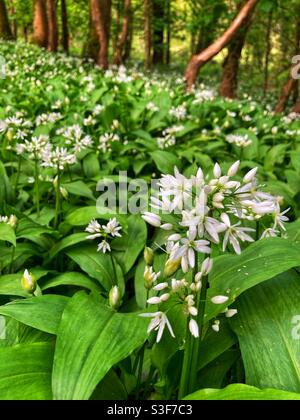 Bärlauch-Blüten / Bärlauch-Pflanzen (Allium ursinum) Auch bekannt als breitblättriger Knoblauch oder Bärlauch Stockfoto