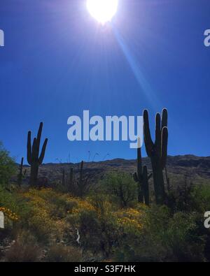 Ein frühmorgendliches Wüstenlandschaftsfoto von einigen leicht silhouettierten saguaro-Kakteen mit gelben Wildblumen im Vordergrund, die Sonne und ihre Lichtstrahlen, die vor einem intensiven blauen Himmel herabscheinen. Stockfoto