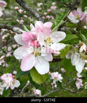 Apfelblüte Stockfoto