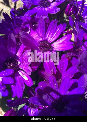 Cobalt Blue Hybrid Senetti blüht nach Regen Stockfoto