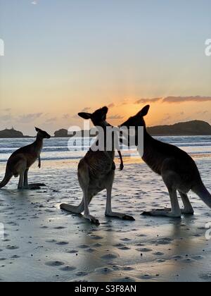 Kängurus, die am Strand bei Sonnenaufgang Uneinigkeit hatten, Cape Hillsborough, Australien. Stockfoto