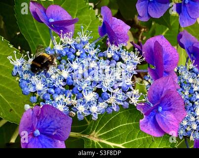 Bumble Bee auf Hydrangea Stockfoto