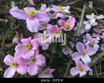 Nahaufnahme der Clematis Montana Blumen. Stockfoto