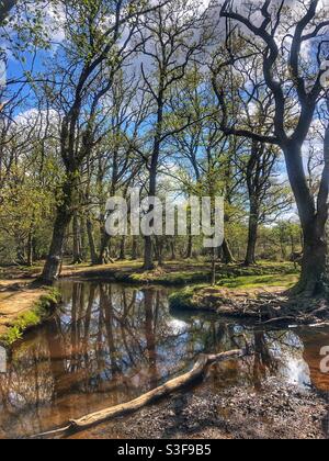 New Forest Ober Water Stream im Frühjahr bei Brockenhurst Stockfoto