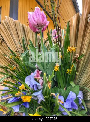 Eine wunderschöne Blumenpracht im Frühling. Stockfoto