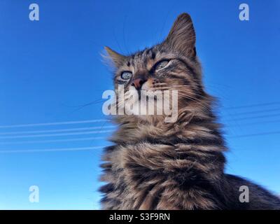 Porträt einer russischen Waldkatze, auch bekannt als Russisch Tabby-Katze Stockfoto