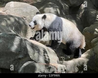 Giant Panda (Ailuropoda melanoleuca) im Zoo Atlanta in der Nähe der Innenstadt von Atlanta, Georgia. (USA) Stockfoto