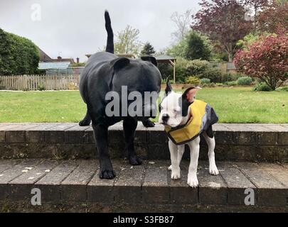 Der große Staffordshire Bull Terrier und der Welpe Boston Terrier, der einen gelben Mantel trägt. Im Regen auf einer Treppe im Garten stehen Stockfoto