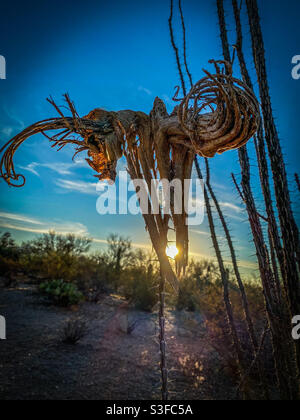 Teil eines saguaro Kaktusskeletts, das einem gehörnten Tierschädel ähnelt, der in einem Ocotillo hängt. Stockfoto