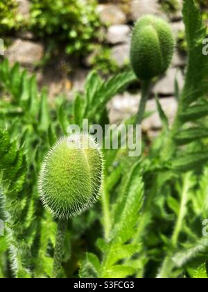 Riesige Mohnblumen vor dem Öffnen - Blütenknospen Stockfoto