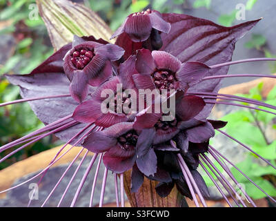 Eine Schwarze Fledermausblume oder Tacca chantrieri in herrlicher burgundisch-violett gefärbter Vollblüte mit ihren vielen Blumen und Whiskern und Hochmustern dahinter Stockfoto