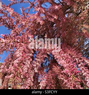 Tamarisk (Tamarix aphylla) Baum in voller Blüte. Stockfoto