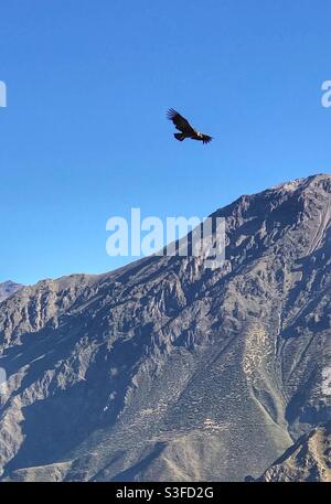 Ein Andenkondor (vultur gryphus) ragt über das Condor Cross im Colca Canyon, Peru Stockfoto