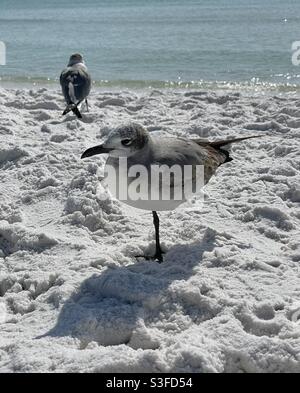 Möwe steht auf einem Bein am weißen Sandstrand von Florida Stockfoto