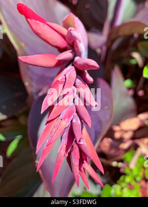 Blumen, rote Canna Lily Knospen im australischen Küstengarten Stockfoto