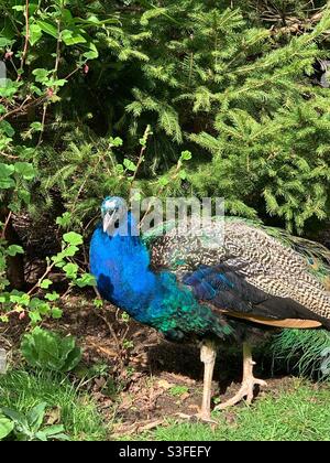 Pfau im Garten Stockfoto