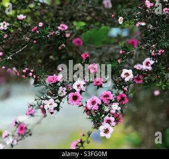 Neuseeländische Manuka (Teebaum) in Blüte Stockfoto
