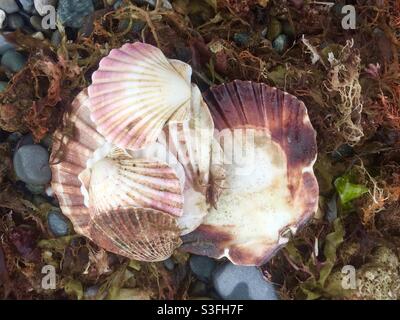 Muscheln und Algen am Strand Stockfoto