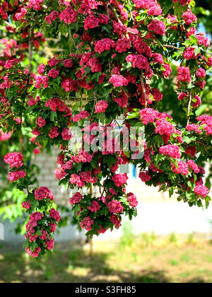 Baumzweige mit großen Büschen von Blumen Stockfoto