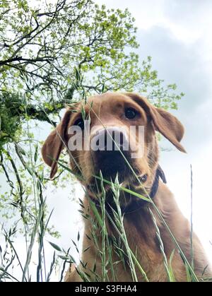 Low-Angle-Ansicht eines lustigen Hundes auf der Suche nach einem Ball im langen Gras Stockfoto