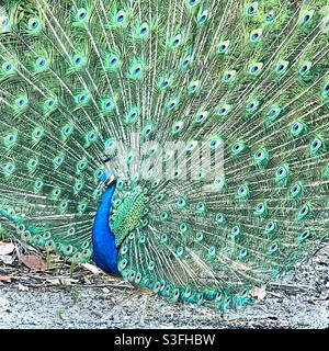 Männlicher Pfau in Vollanzeige Stockfoto