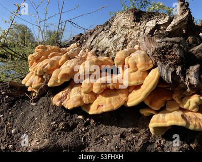 Laetiporus sulfureus. Huhn aus dem Wald, Orangenpilz, der auf einem Baumstumpf in Großbritannien wächst Stockfoto
