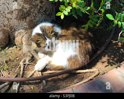 Eine der vielen wohlgenährten streunenden Katzen in Zypern, die neben einem Baumstamm schläft. Stockfoto