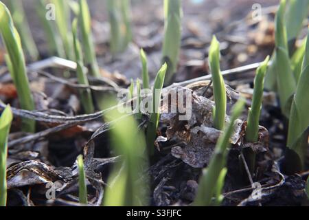 Frühling ist da Stockfoto