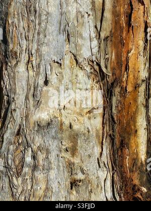 Nahaufnahme eines Baumes aus Paperbark (Melaleuca quinquenervia) Stockfoto