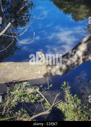 Östlicher Wasserdrache (Intellagama lesueurii lesueurii) auf einem Baum über dem Caboolture River, Queensland, Australien Stockfoto